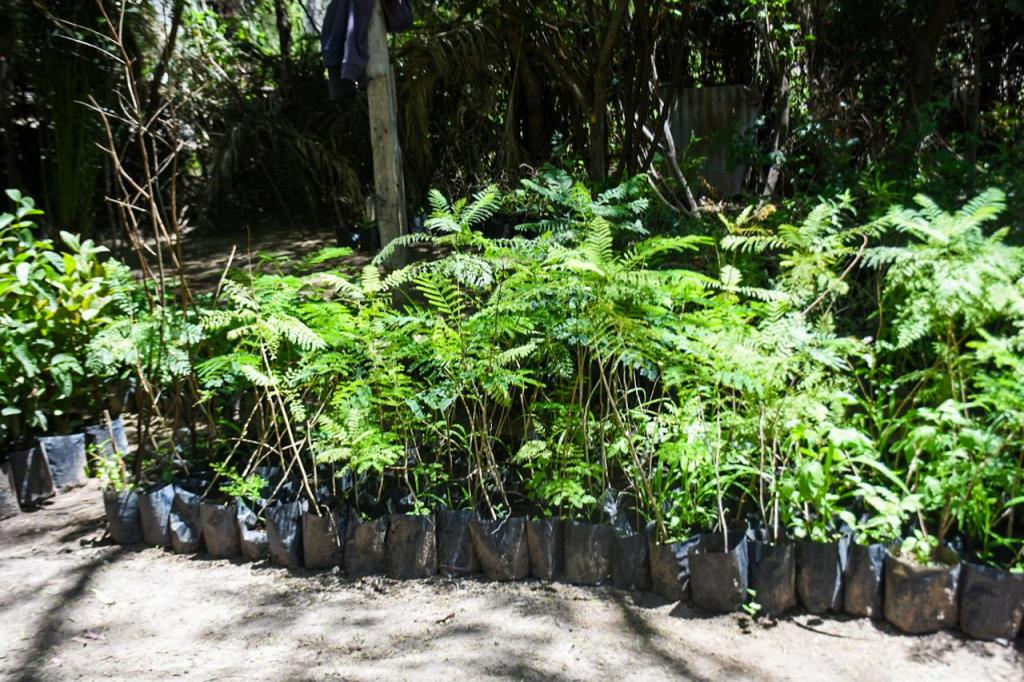 CON UNA RESERVA DE 4 MIL EJEMPLARES, MUNICIPIO DE SOLEDAD PREPARA CAMPAÑA DE&nbsp;REFORESTACIÓN