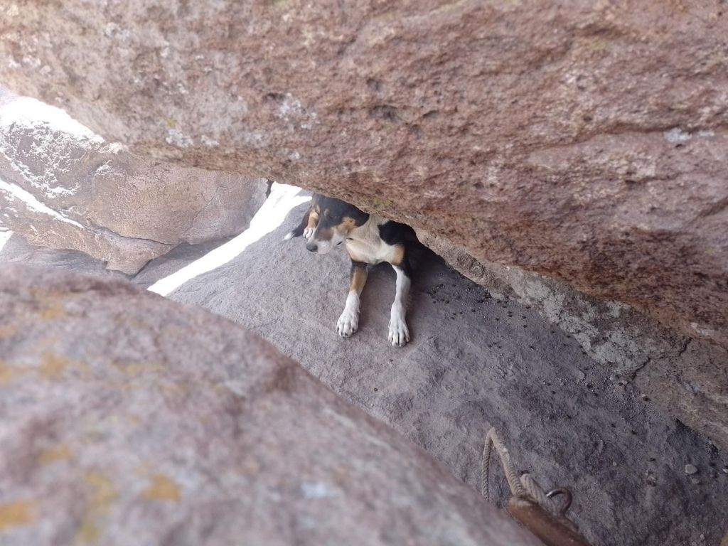 Ayuntamiento de la Capital rescata a lomito atrapado en la Sierra de San&nbsp;Miguelito