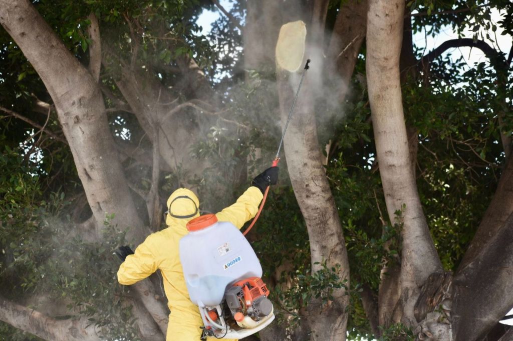 Gobierno de la Capital recibe donación de 250 árboles de Grupo México, por poda no autorizada en avenida Hernán&nbsp;Cortés