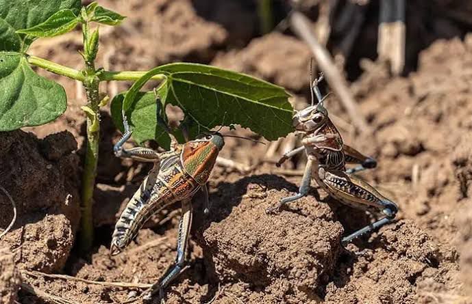 OPERATIVO ECOLÓGICO PARA CONTROLAR PLAGA DE INSECTOS SALTADORES EN SAN LUIS&nbsp;POTOSÍ