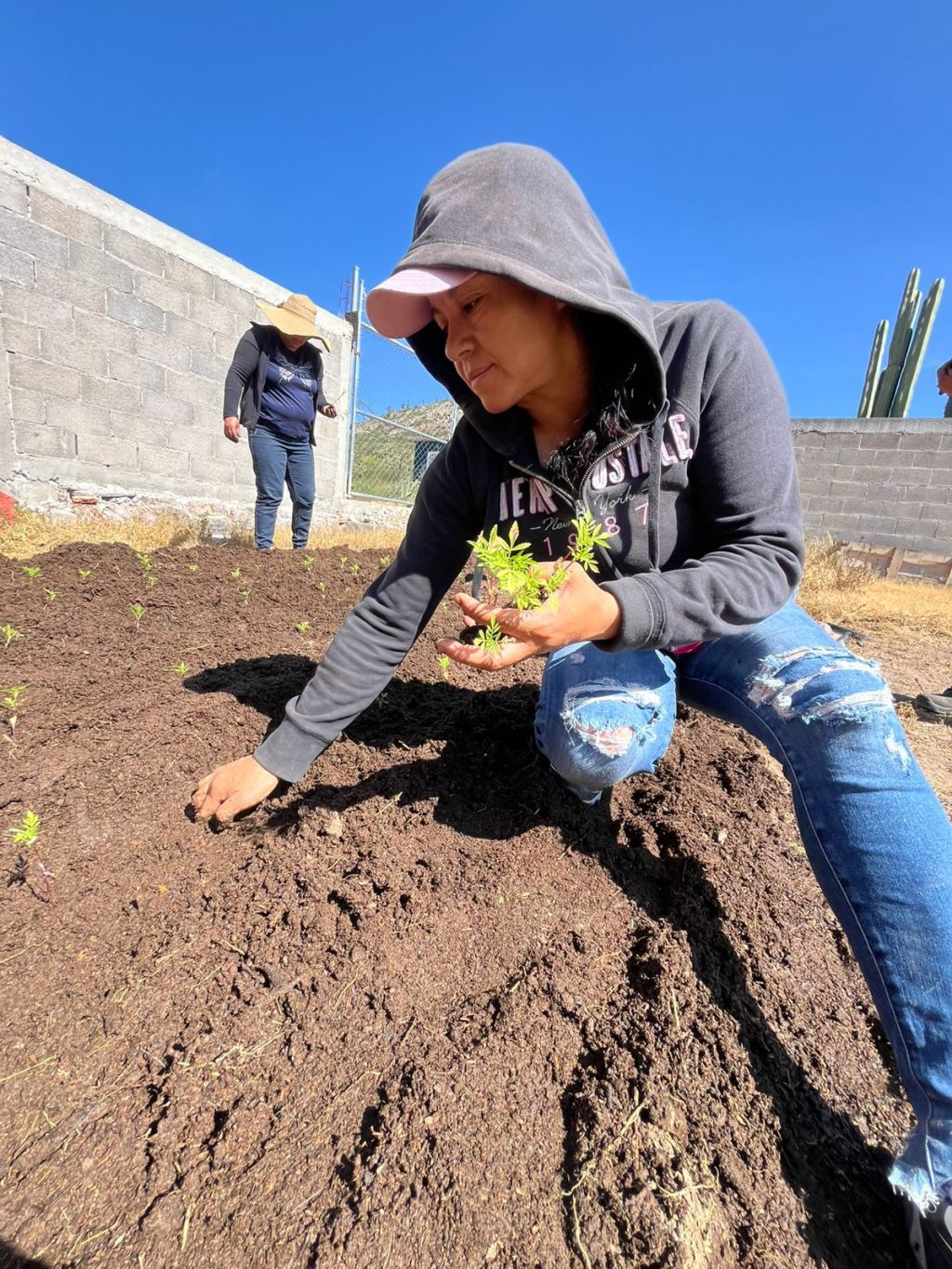 Apoya DIF Capitalino a familias potosinas que cultivan cempasúchil para mejorar su&nbsp;economía