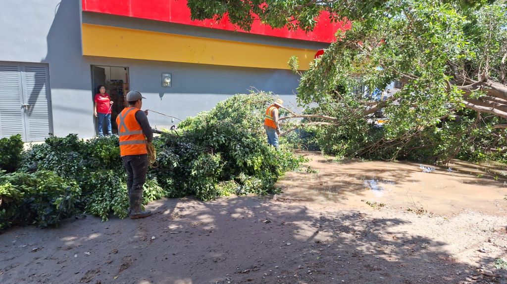Atiende Gobierno de la Capital caída de árboles en inmediaciones de la Facultad de&nbsp;Economía