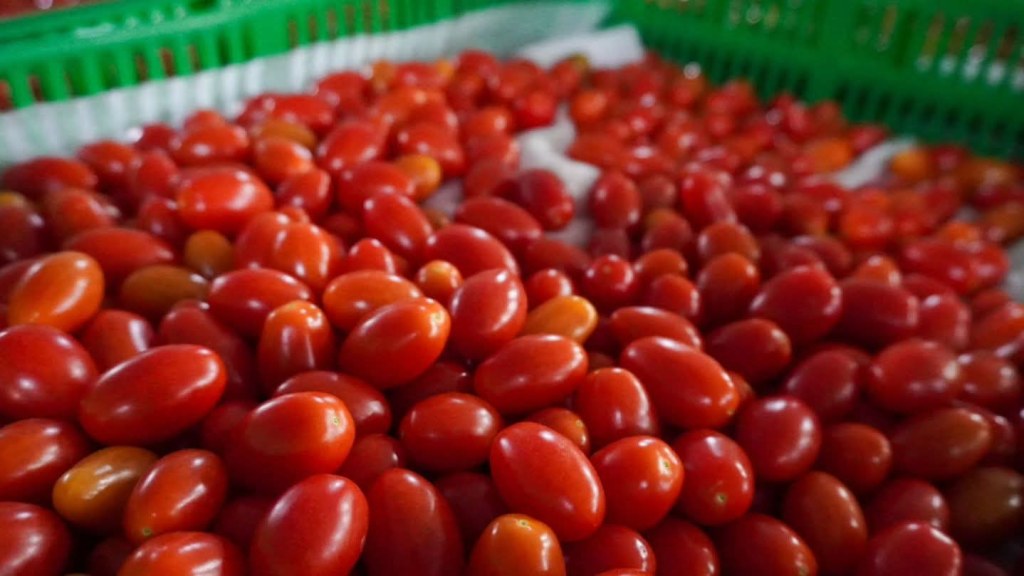 TOMATE POTOSINO, DE CALIDAD Y PRECIOS&nbsp;COMPETITIVOS