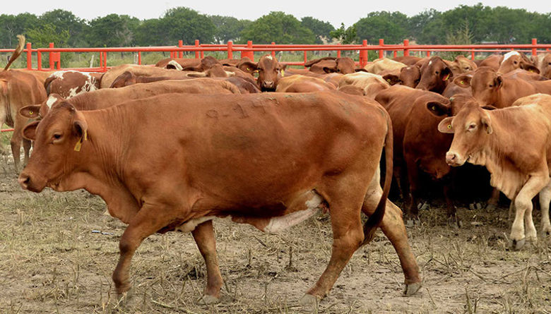 SAN LUIS MANTIENE EL CONTROL SANITARIO EN EL&nbsp;CAMPO