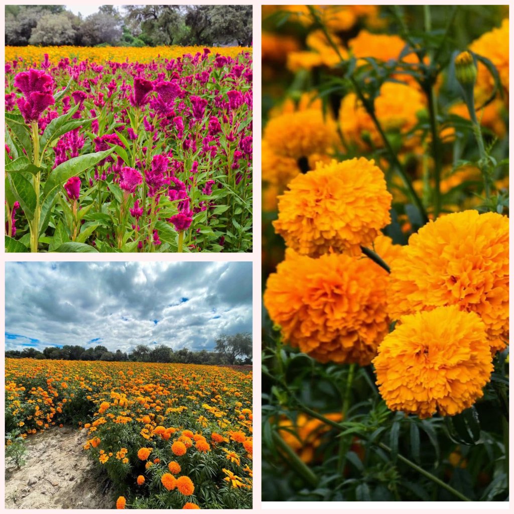 CASI LISTAS FLORES DE CEMPASÚCHIL EN SOLEDAD CON RESPALDO DEL&nbsp;AYUNTAMIENTO