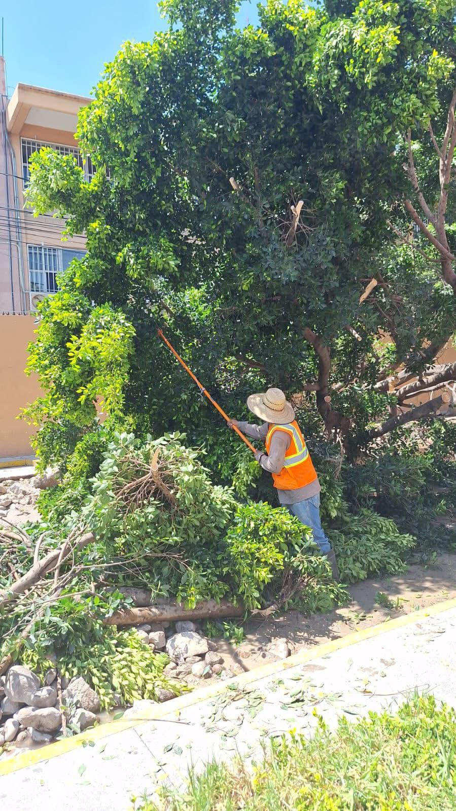Atiende Gobierno municipal afectaciones al arbolado urbano en la colonia Burócratas del&nbsp;Estado
