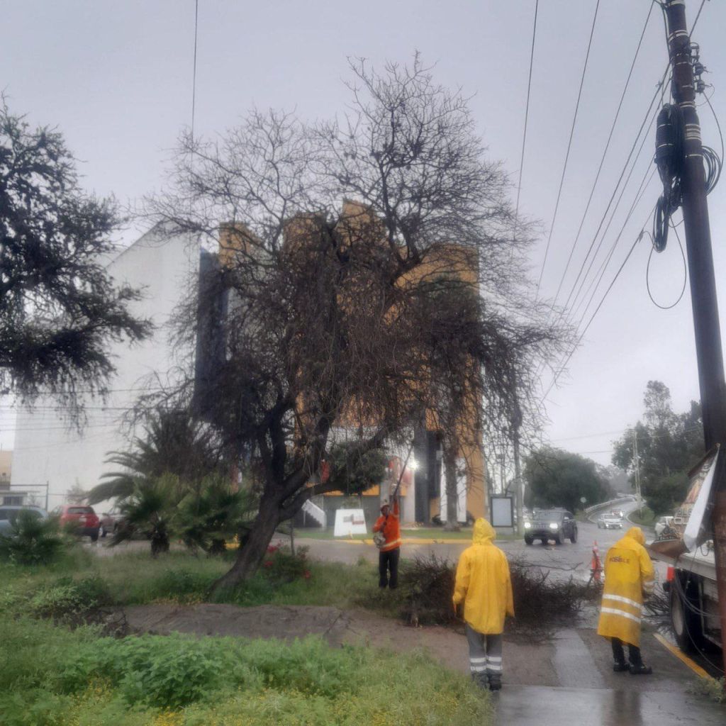 Gobierno Municipal realiza poda preventiva a un árbol a punto de caer, para evitar daños y riesgos a la&nbsp;población