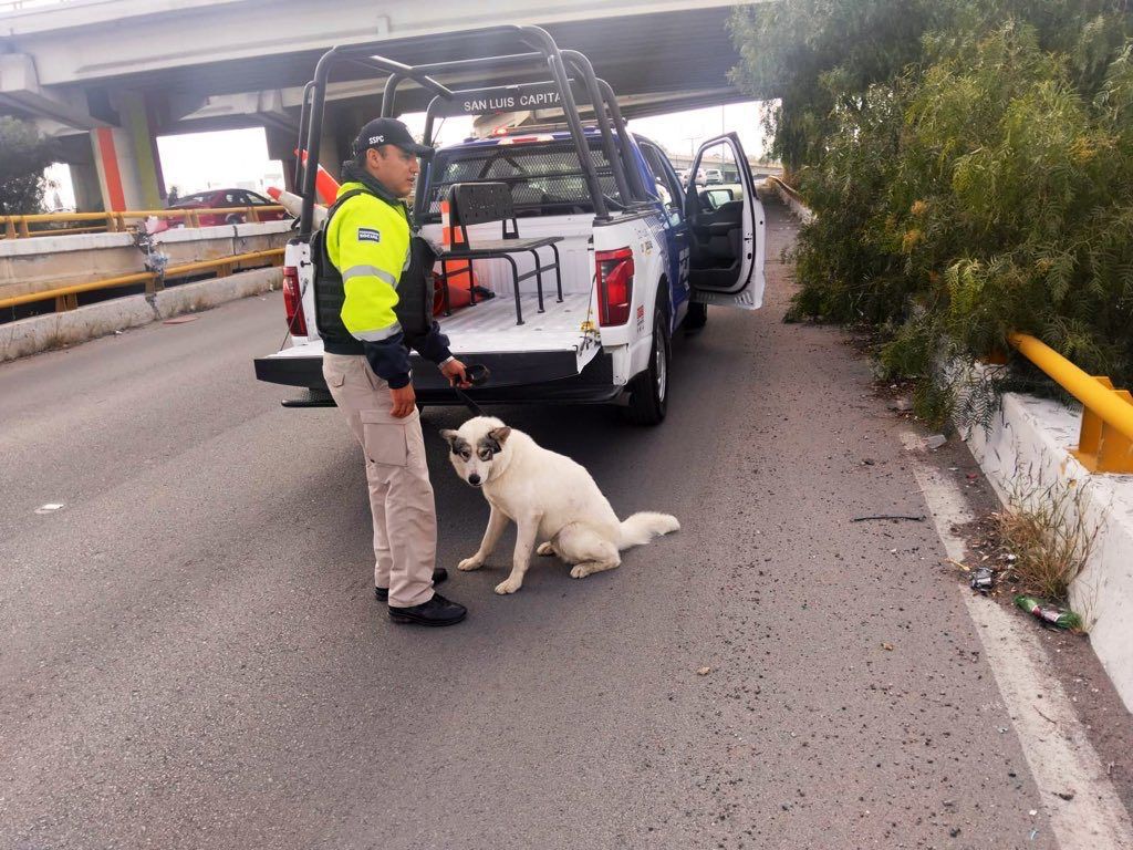 Policía de la Capital rescata un can que deambulaba en el Distribuidor&nbsp;Juárez