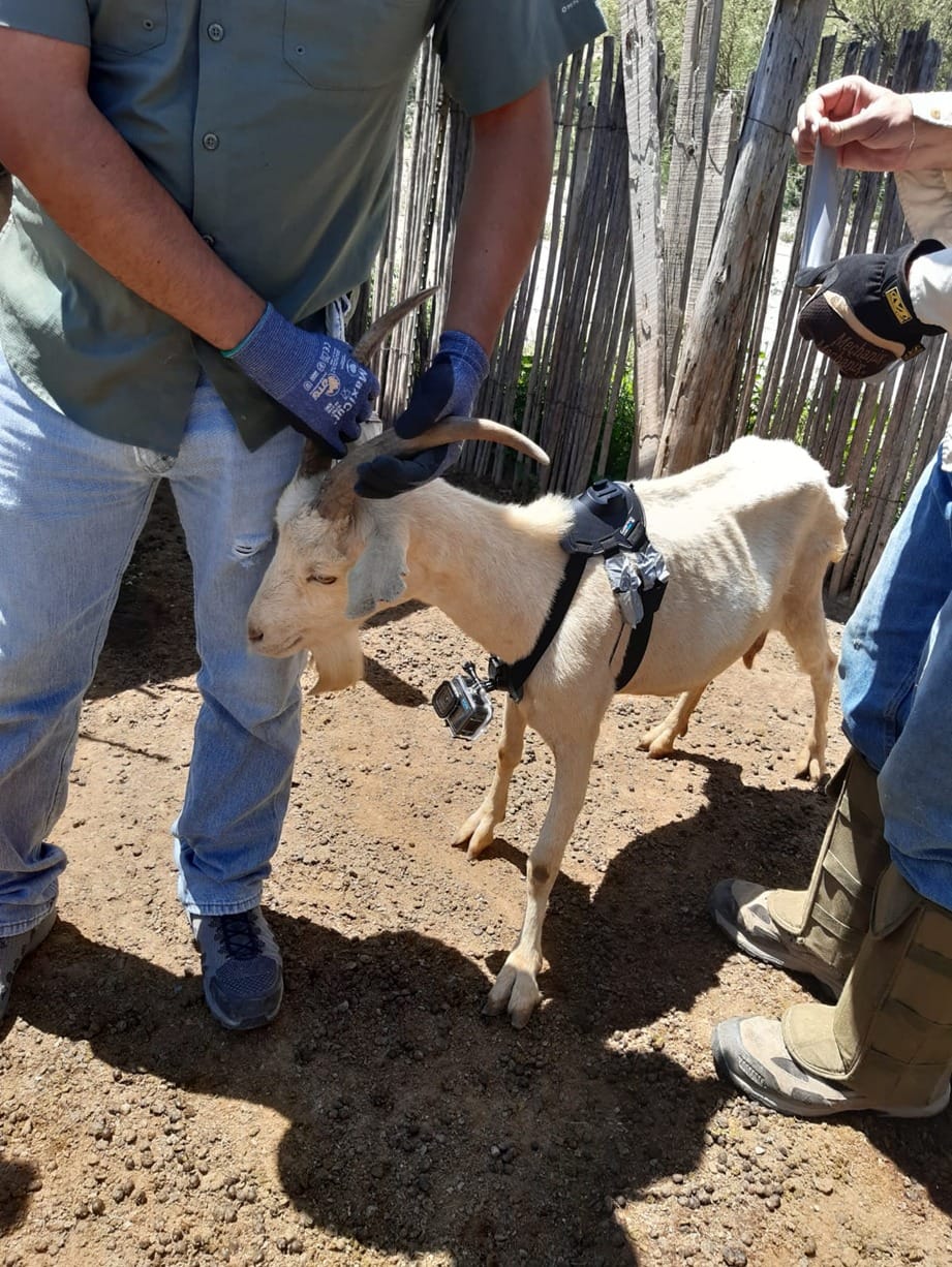 ESTADO BRINDA APOYO SIN LÍMITES PARA FORTALECER LA&nbsp;CAPRINOCULTURA