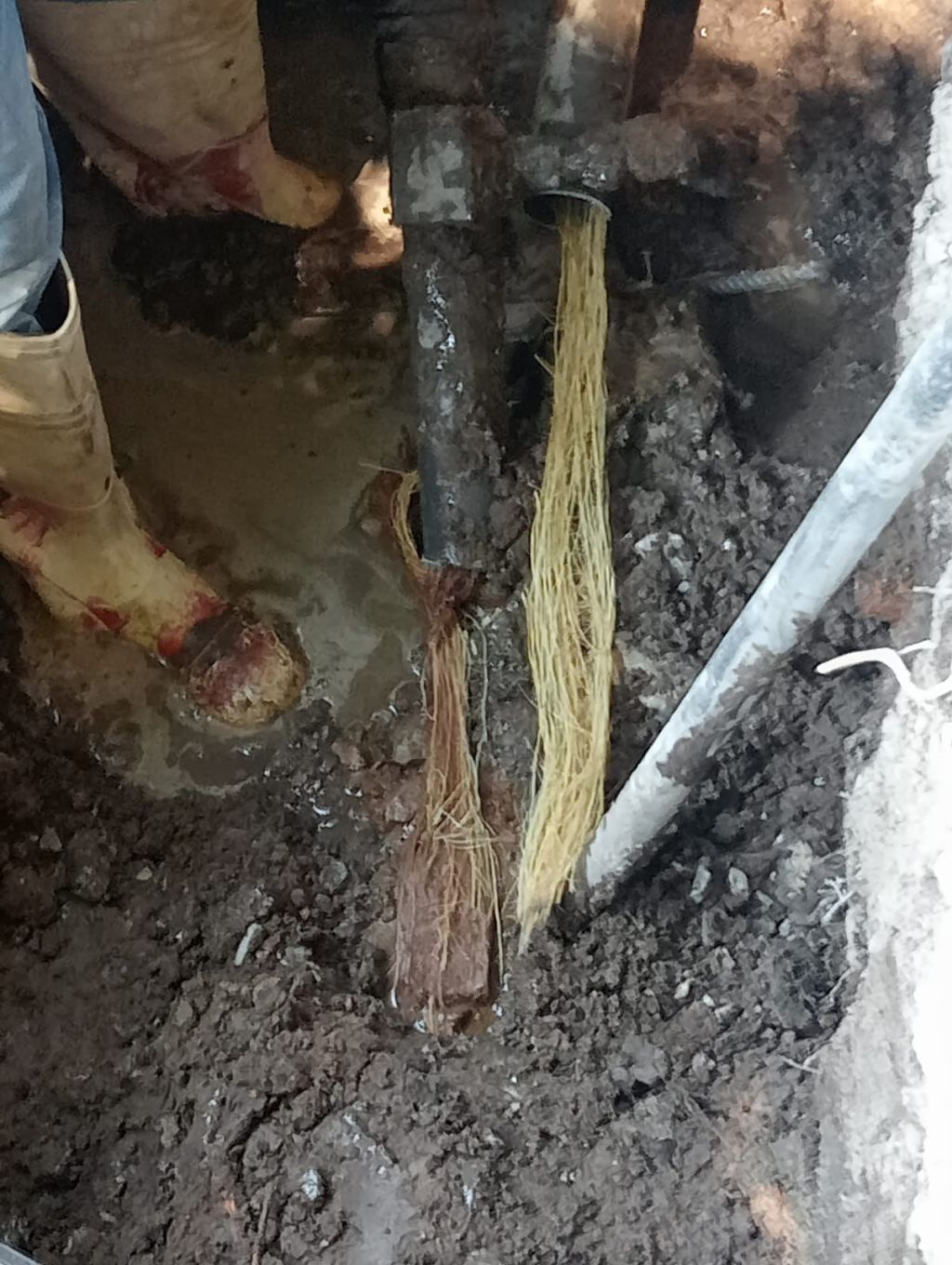 Interapas retira raíces que obstruían red de agua en la colonia Las&nbsp;Piedras