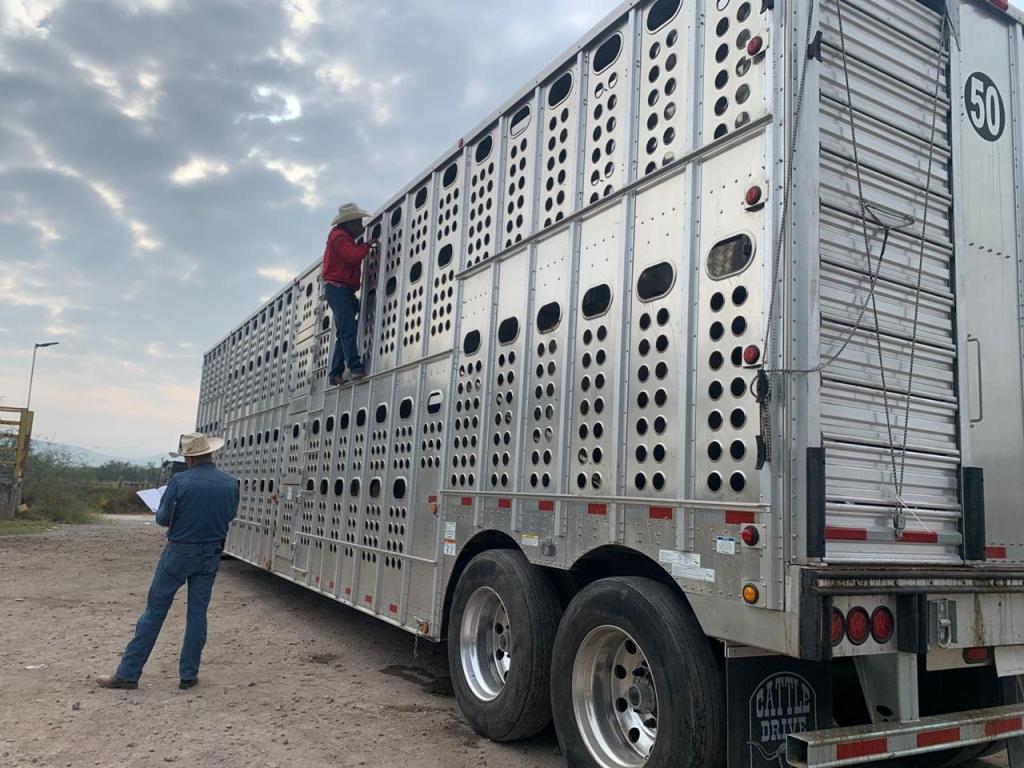 GOBIERNO ESTATAL DETECTA Y RETORNA GANADO PROVENIENTE DE&nbsp;TABASCO