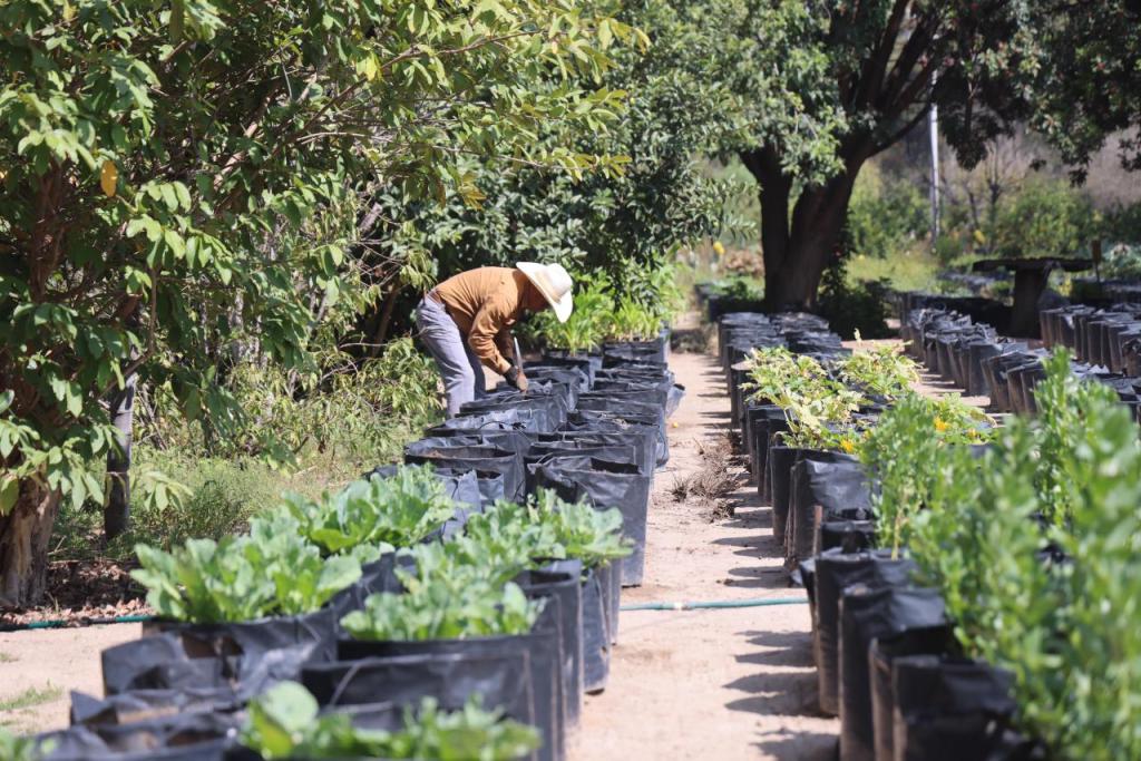 APRENDE A CULTIVAR TUS PROPIOS ALIMENTOS CON TALLERES&nbsp;SUSTENTABLES