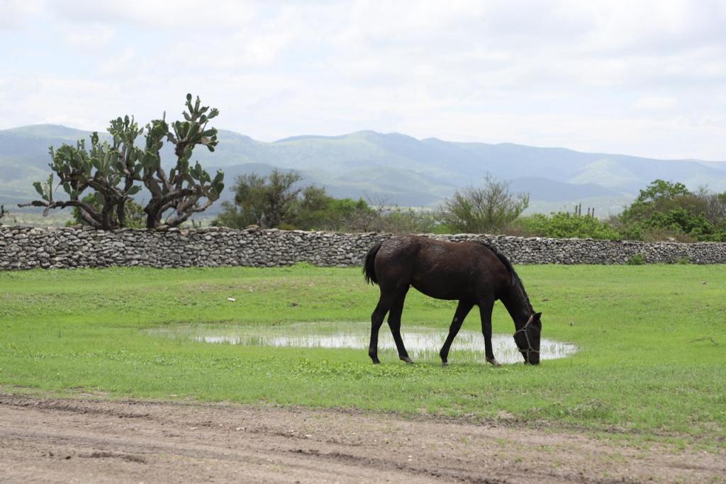 SAN LUIS POTOSÍ, DÉCIMO SEGUNDA ENTIDAD FEDERATIVA CON MÁS SENTENCIAS EMITIDAS EN EL&nbsp;2024