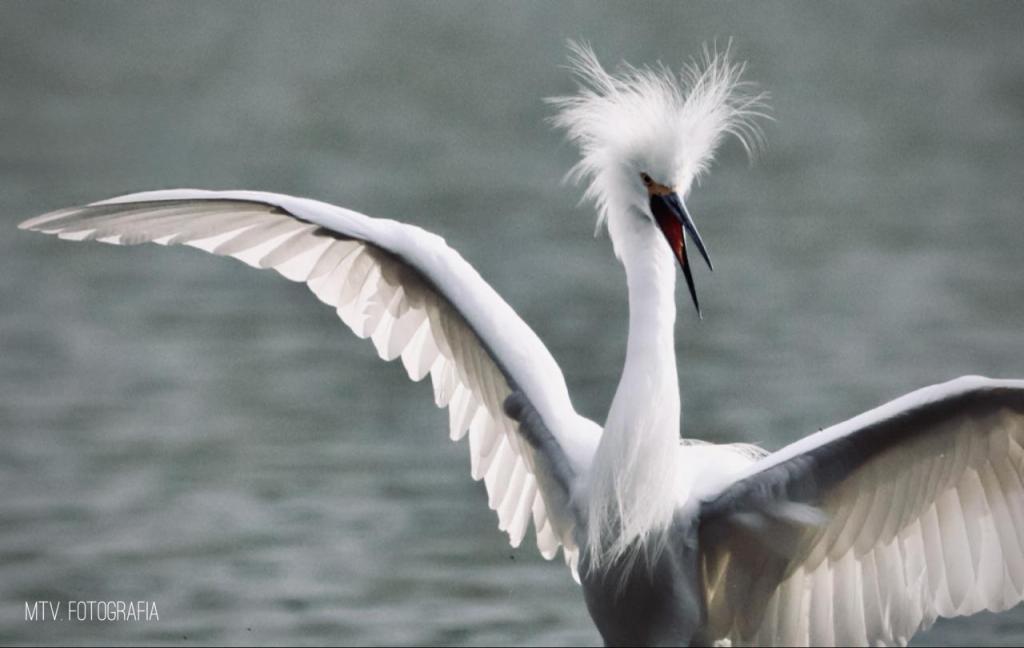 TANGAMANGA, REFUGIO DE AVES Y BIODIVERSIDAD&nbsp;•