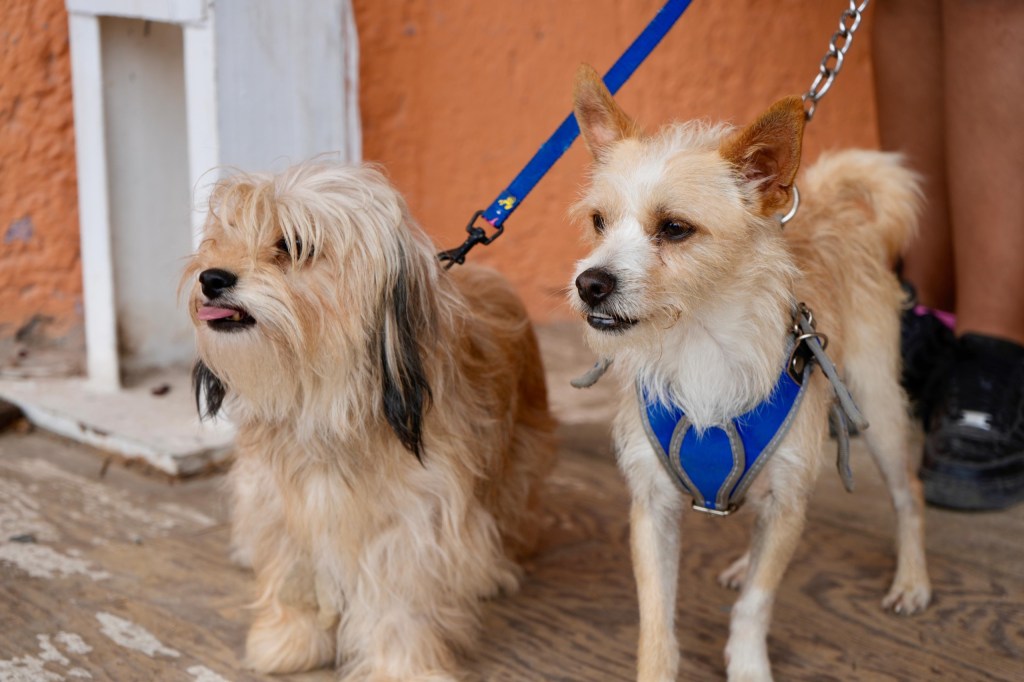 COMPROMETIDO VILLA DE POZOS CON SALUD Y BIENESTAR DE&nbsp;MASCOTAS
