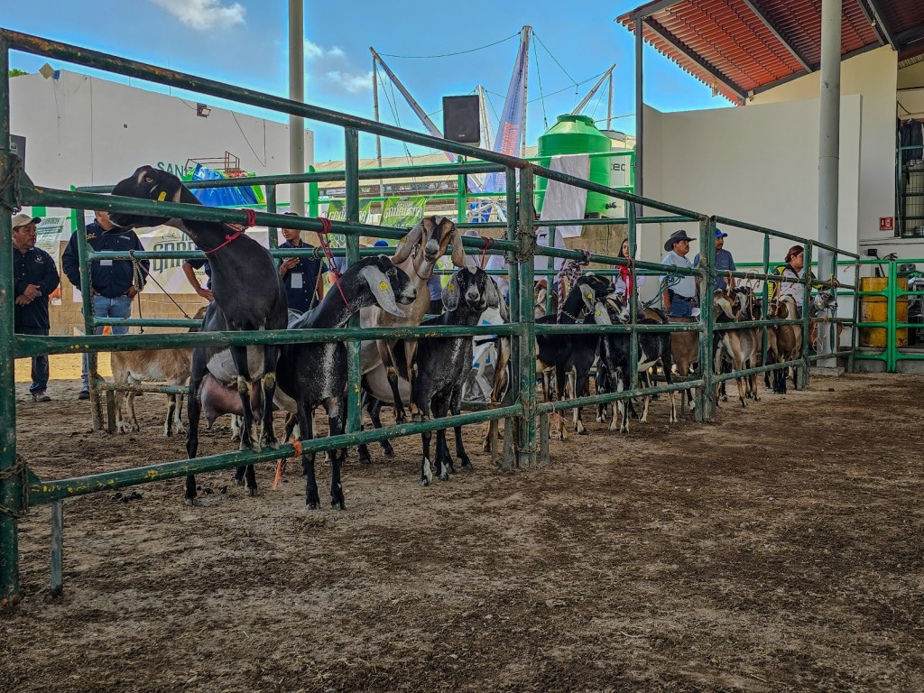 SAN LUIS POTOSÍ FORTALECE LA CAPRINOCULTURA REGIONAL&nbsp;&nbsp;