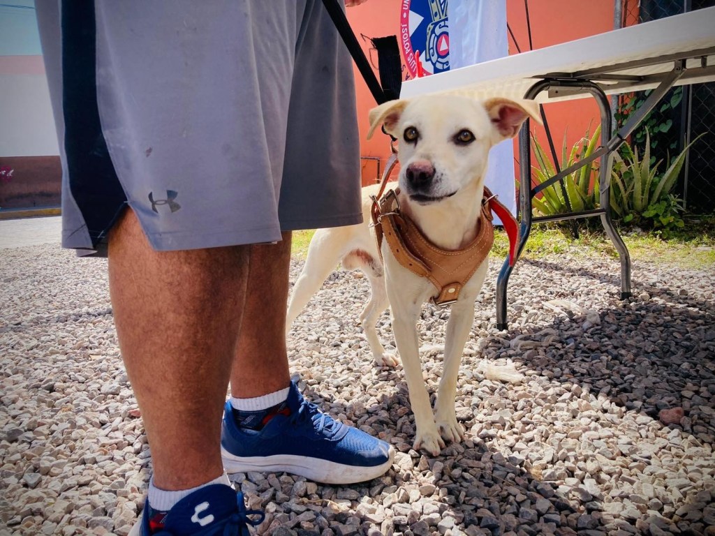 PROTEGEN A MASCOTAS DE VILLA DE POZOS CON VACUNACIÓN&nbsp;ANTIRRÁBICA