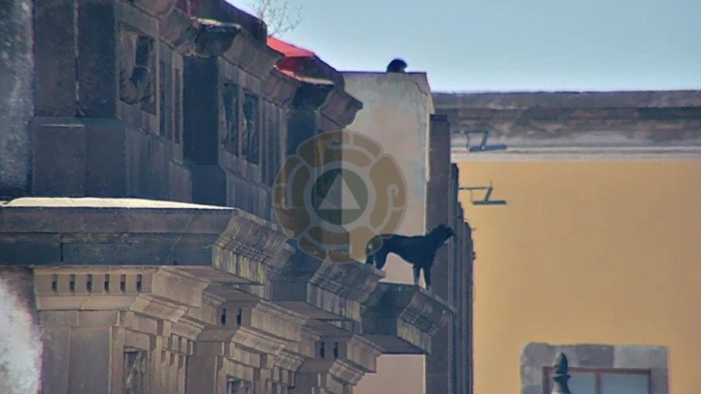 Reconoce el Alcalde Enrique Galindo labores de rescate de un lomito que se encontraba en&nbsp;riesgo