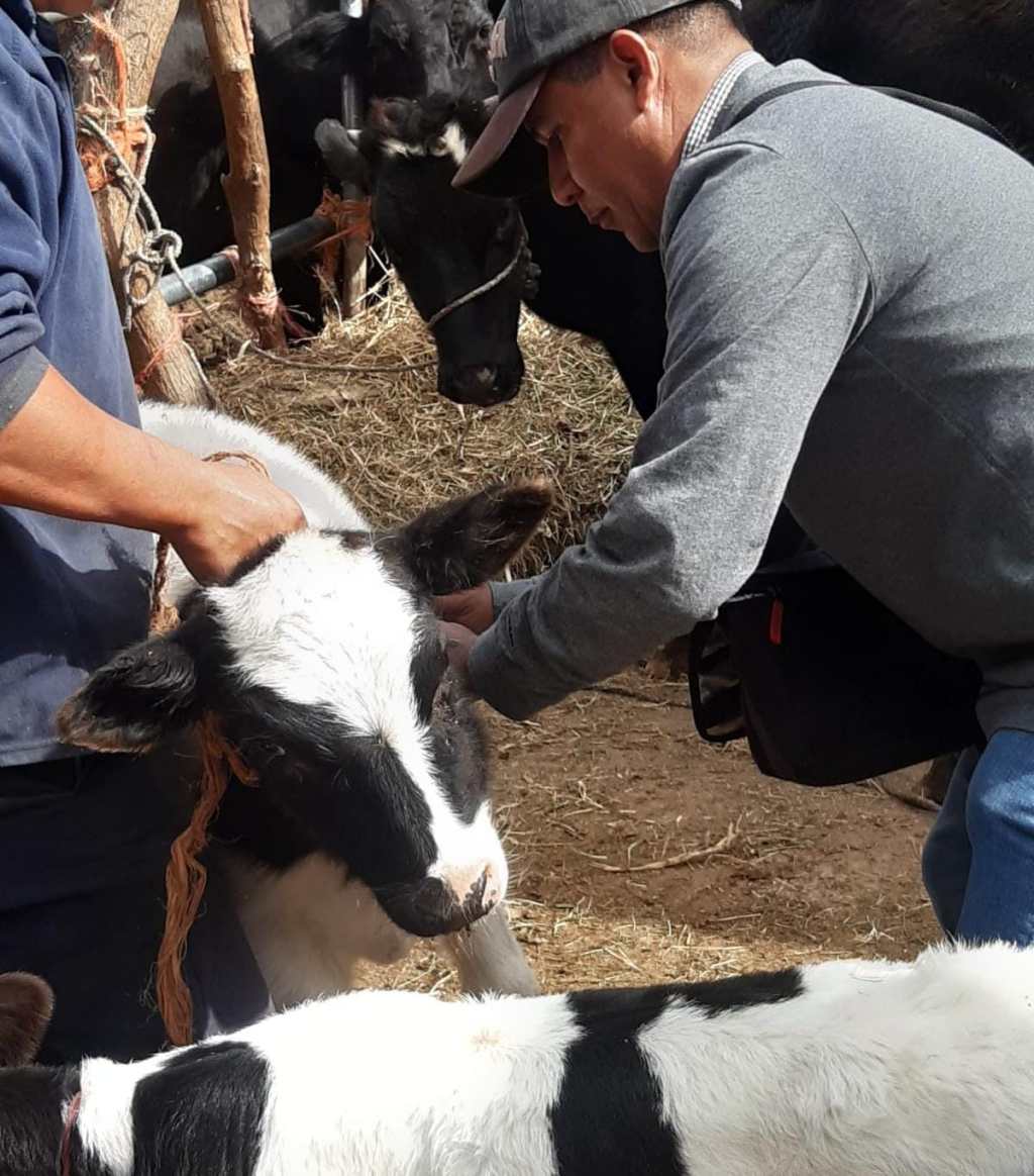 AYUNTAMIENTO DE SOLEDAD FORTALECE AL SECTOR GANADERO CON VACUNACIÓN CONTRA&nbsp;BRUCELOSIS