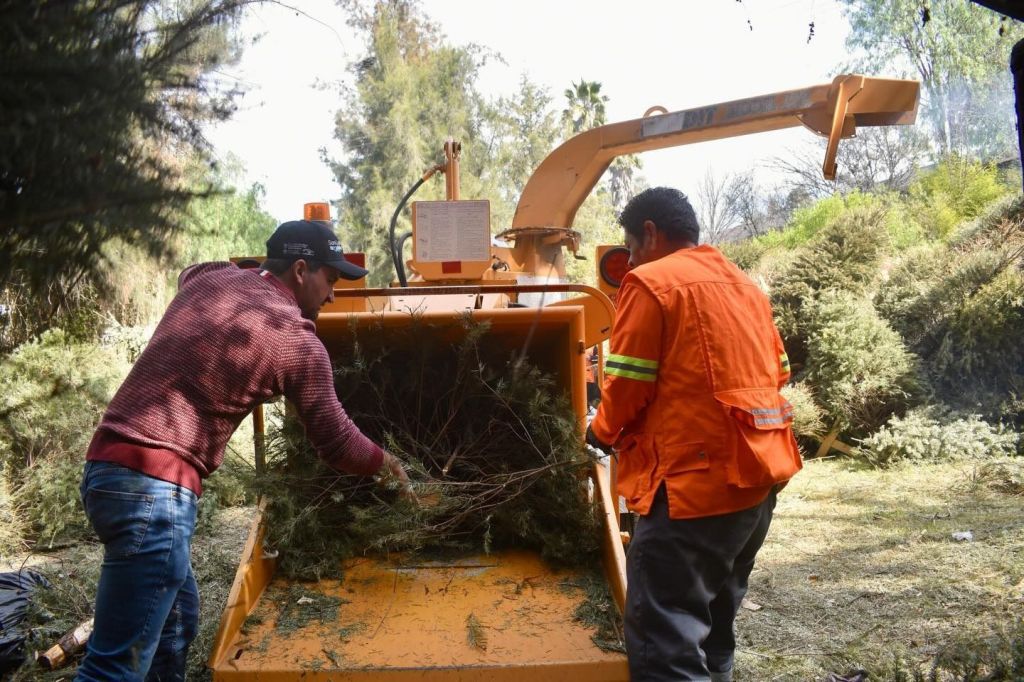 Con el depósito de árboles navideños naturales, ciudadanía coadyuva en el mantenimiento de pulmones urbanos
