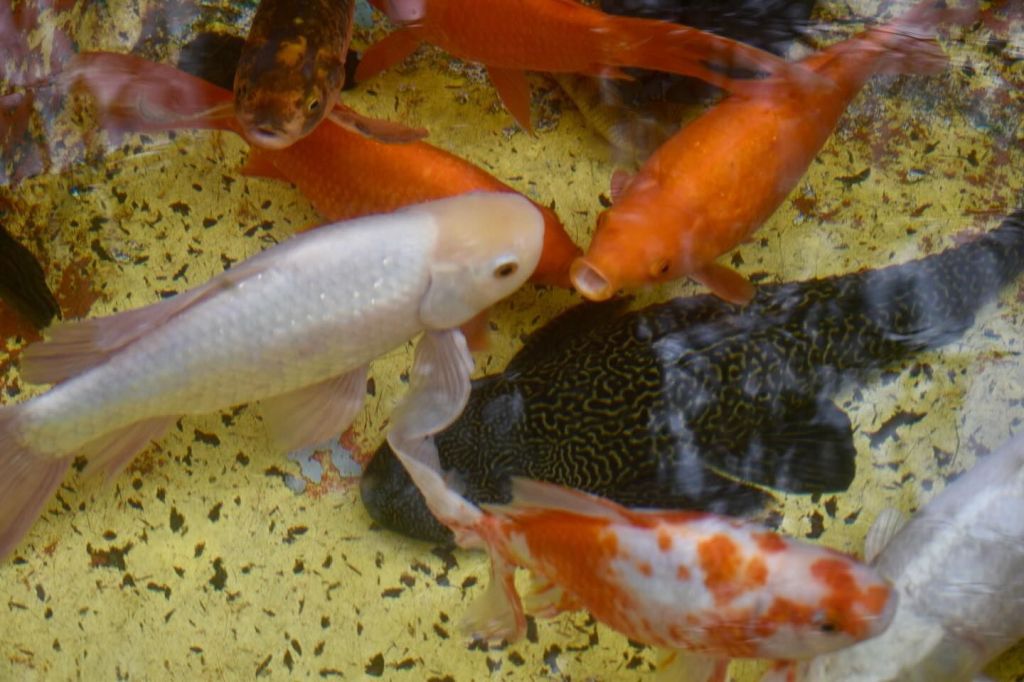 Gobierno de la Capital realiza limpieza integral de la fuente de la Alameda