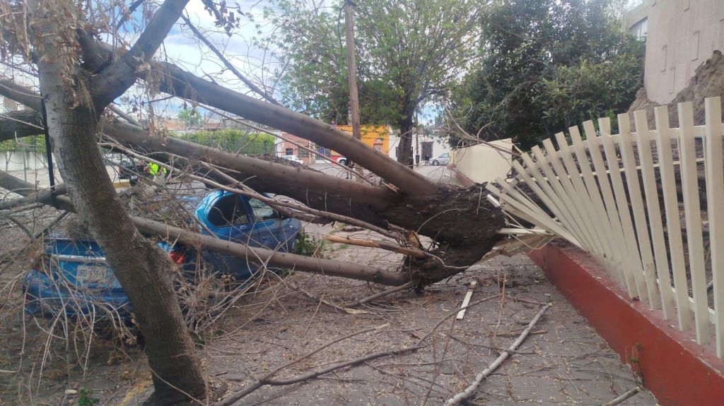 Protección Civil Municipal atiende caída de árbol en el Centro Histórico