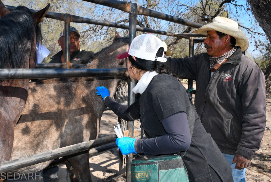 GOBIERNO ESTATAL ACTIVA CERCO SANITARIO CONTRA RABIA&nbsp;BOVINA