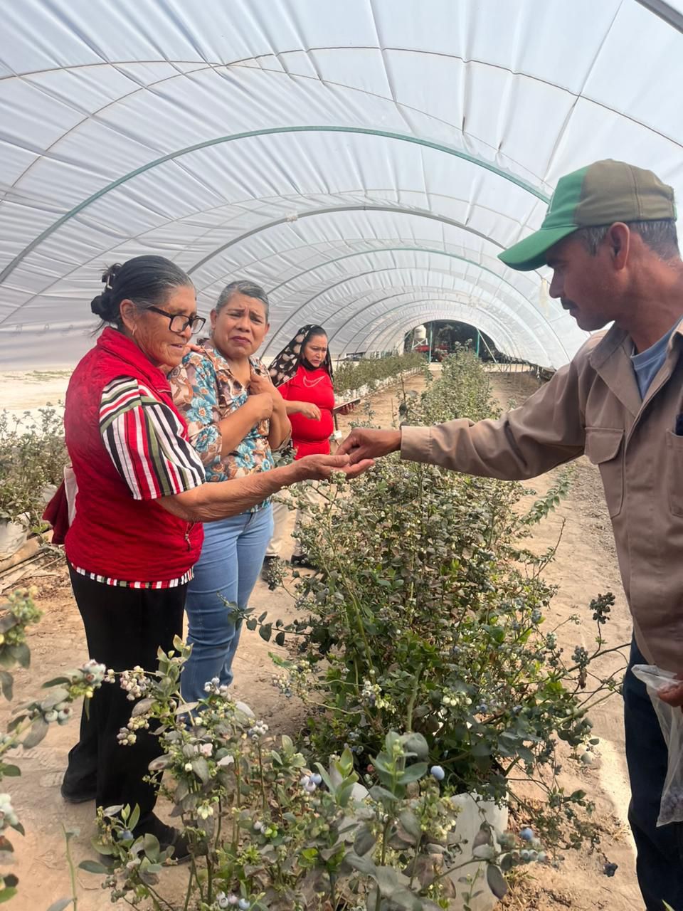 Gobierno Municipal impulsa capacitación en invernaderos urbanos para familias de la&nbsp;capital