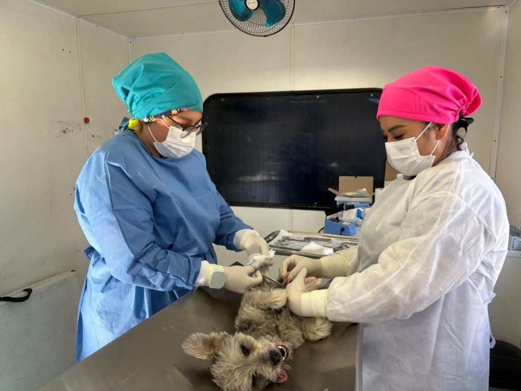 Debido a la respuesta de la población, Ayuntamiento Capitalino rebasa las mil 500 esterilizaciones de perros y&nbsp;gatos