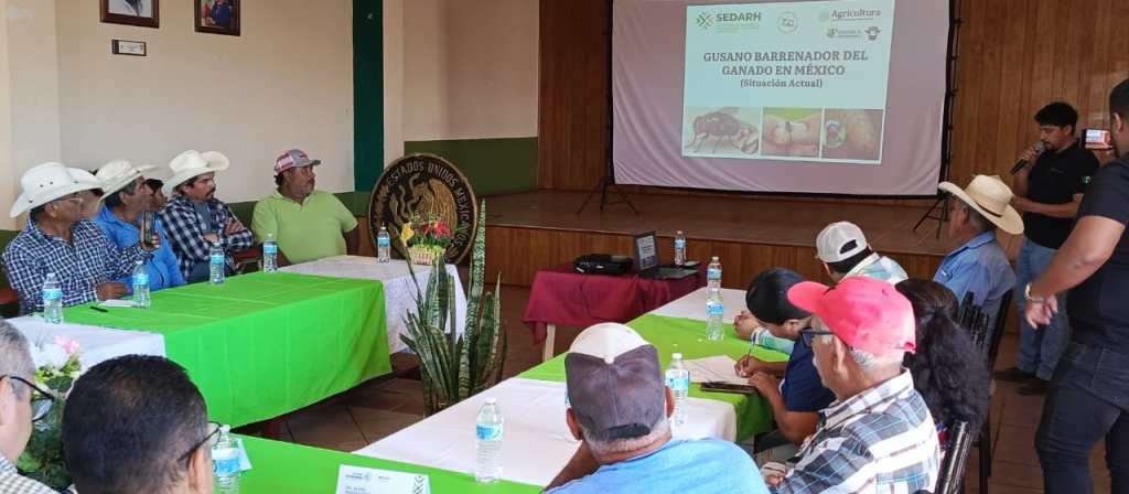 SAN LUIS MANTIENE BAJO CONTROL PLAGA DEL GUSANO&nbsp;BARRENADOR