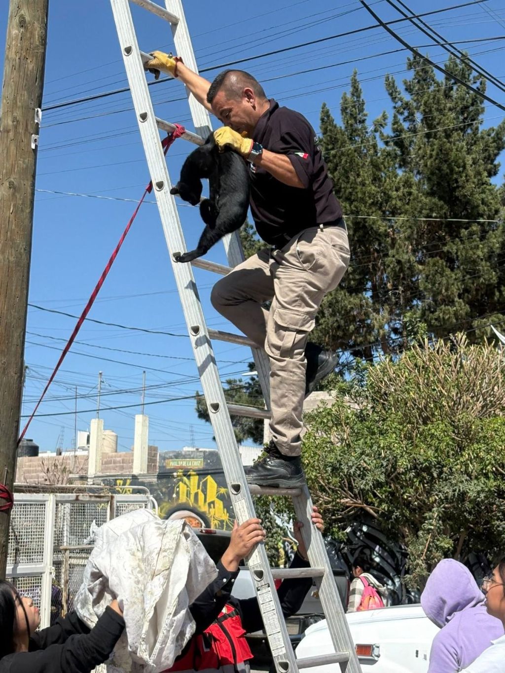 Atención oportuna a denuncias y para rescates del área de Bienestar Animal de la&nbsp;Capital