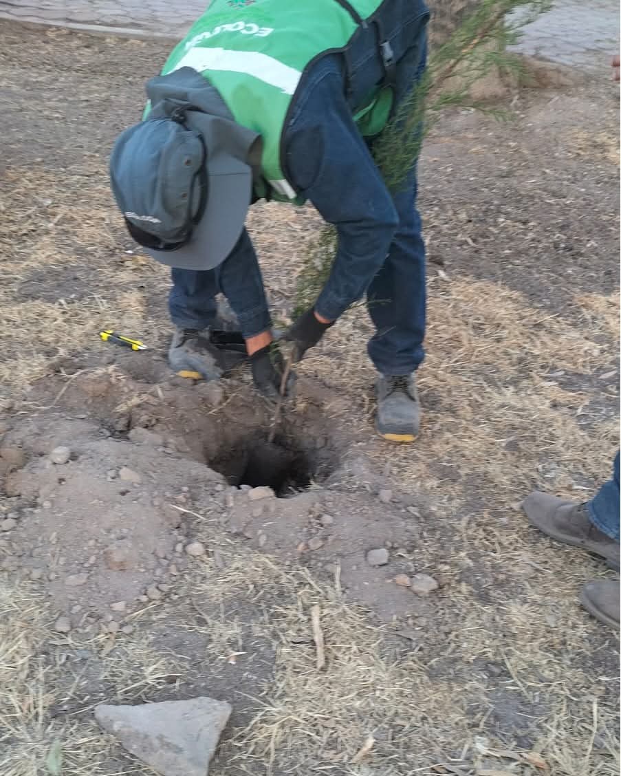 ESTADO FORTALECE ACCIONES DE REFORESTACIÓN EN MUNICIPIOS