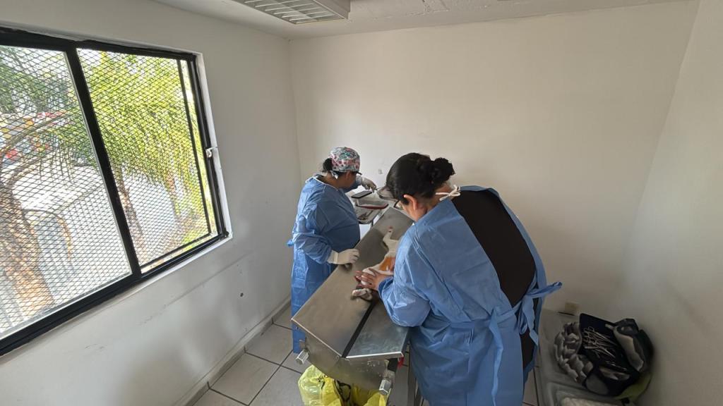 AVANZA TERCERA JORNADA DE ESTERILIZACIÓN 2026 EN VILLA DE&nbsp;POZOS