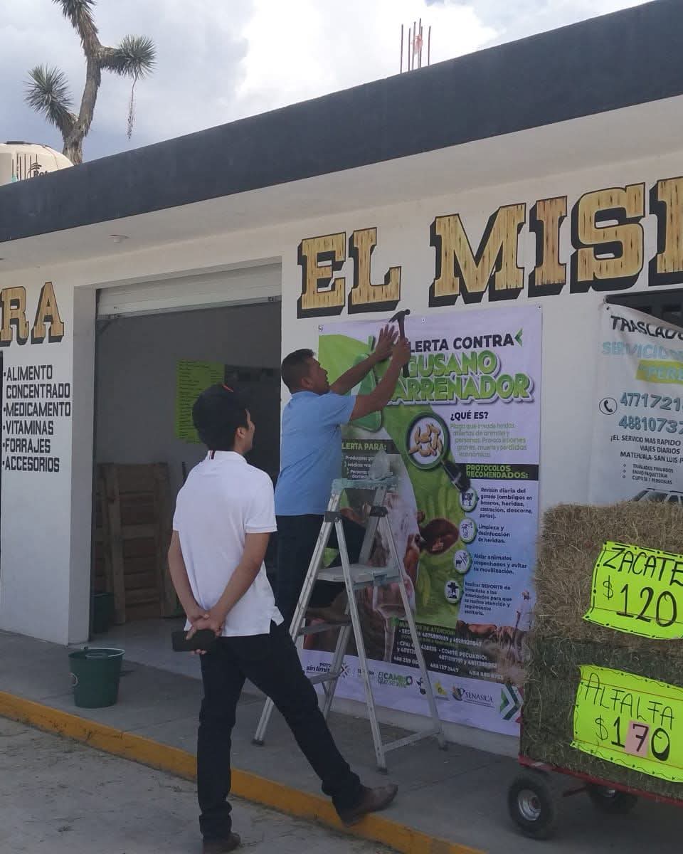 ESTADO REDOBLA ACCIONES CONTRA EL GUSANO&nbsp;BARRENADOR