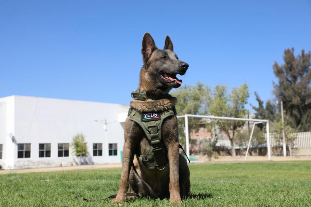 SAN LUIS DESTACA ENTRE LOS ESTADOS CON MEJORES RESULTADOS DE SEGURIDAD