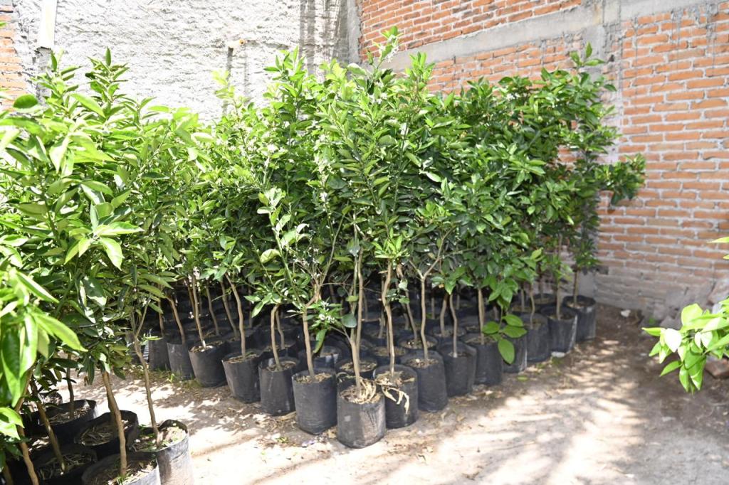 GOBIERNO DE SOLEDAD PREPARA JORNADAS DE REFORESTACIÓN EN CONJUNTO CON COMUNIDADES&nbsp;ESTUDIANTILES