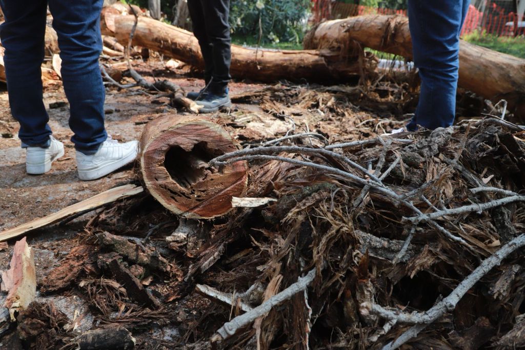 Por seguridad para la población, retiran árboles secos del Parque de&nbsp;Morales