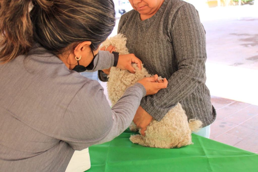 FORTALECEN LA SALUD ANIMAL EN VILLA DE REYES CON EXITOSO MÓDULO DE&nbsp;VACUNACIÓN
