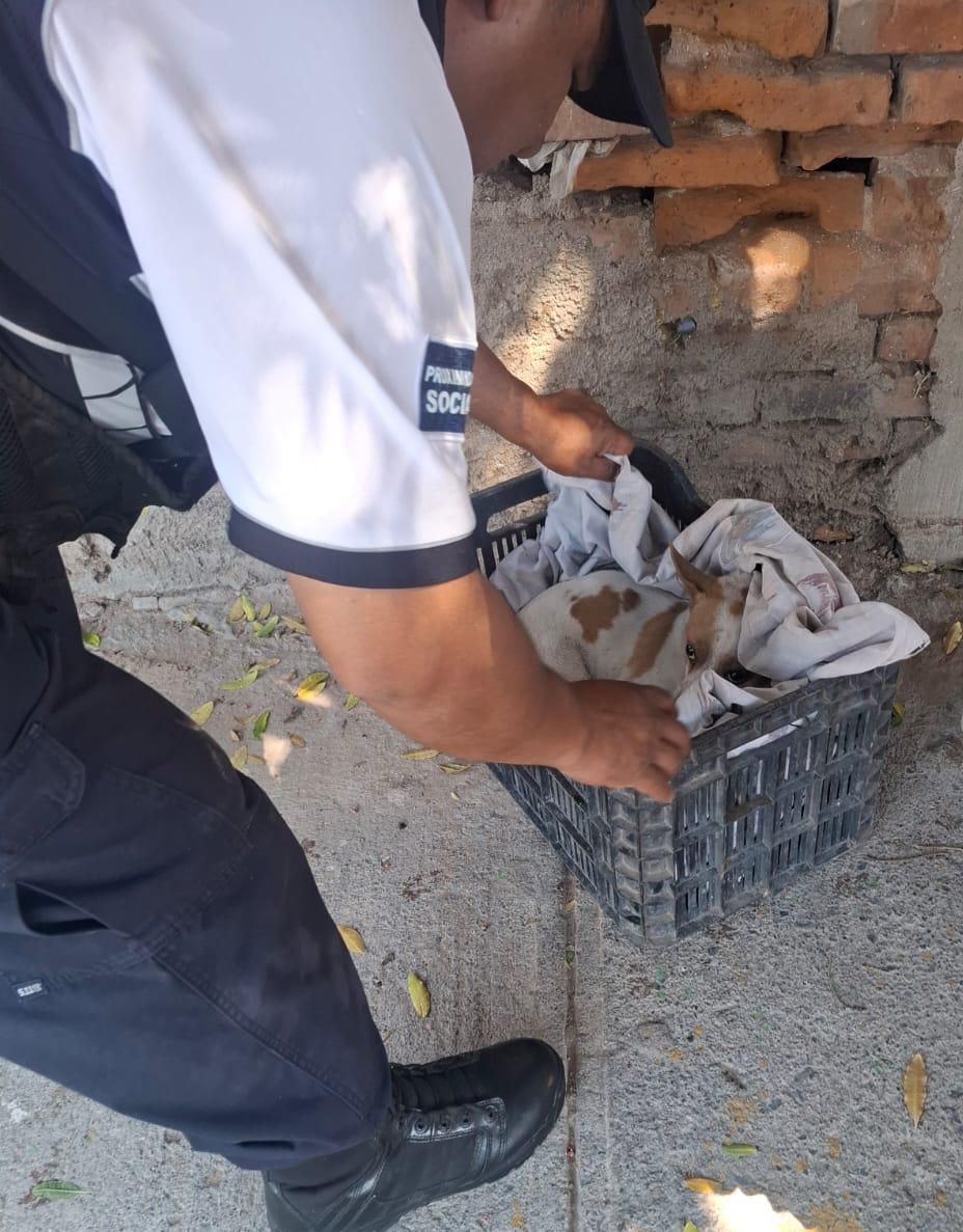 Policía de la Capital atiende reporte por maltrato animal y resguarda a canino&nbsp;lesionado