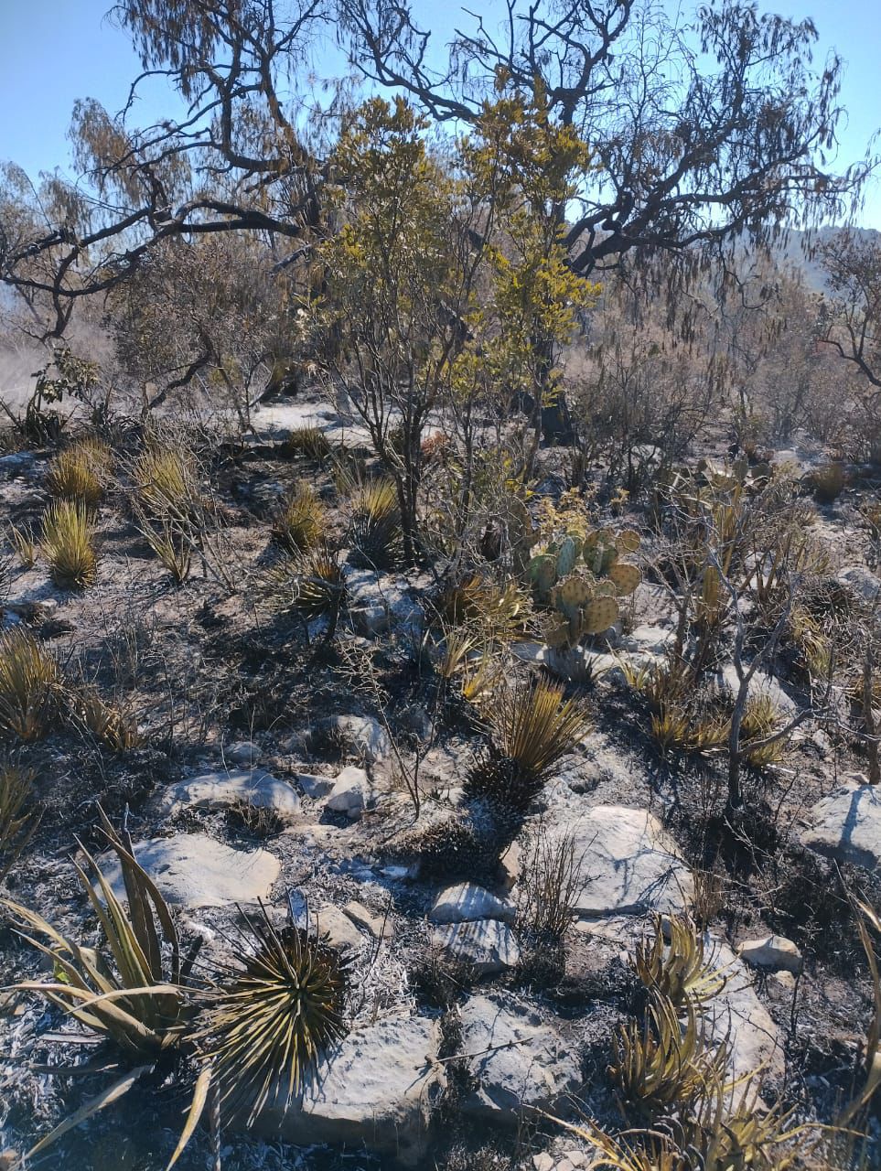 GOBIERNO ESTATAL LIQUIDA INCENDIO FORESTAL EN&nbsp;MATEHUALA