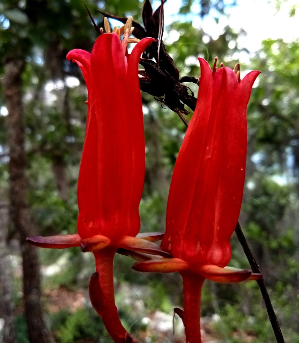 Investigador de la UASLP descubre nueva especie vegetal endémica en&nbsp;Oaxaca