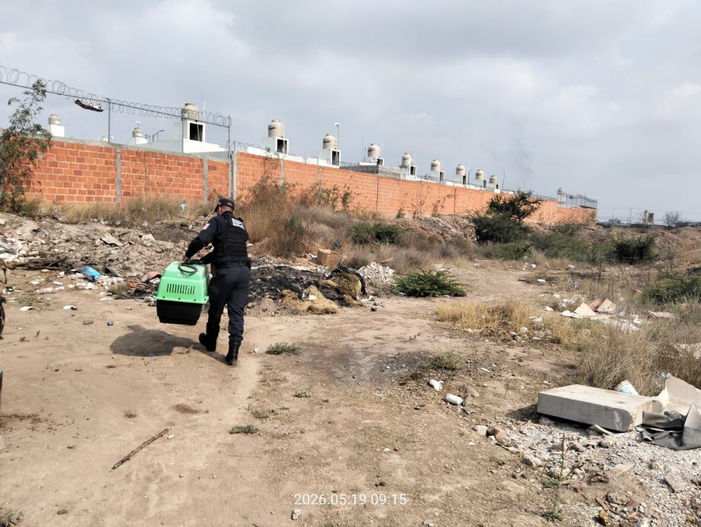 Policía dela Capital atiende hecho de abandono y maltrato animal en la colonia Los&nbsp;Magueyes