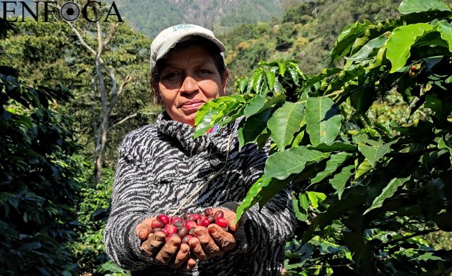 AVANZA EN COMISIONES INICIATIVA PARA DECLARAR EL 31 DE JULIO COMO EL «DÍA DE LAS Y LOS CAFETICULTORES POTOSINOS»
