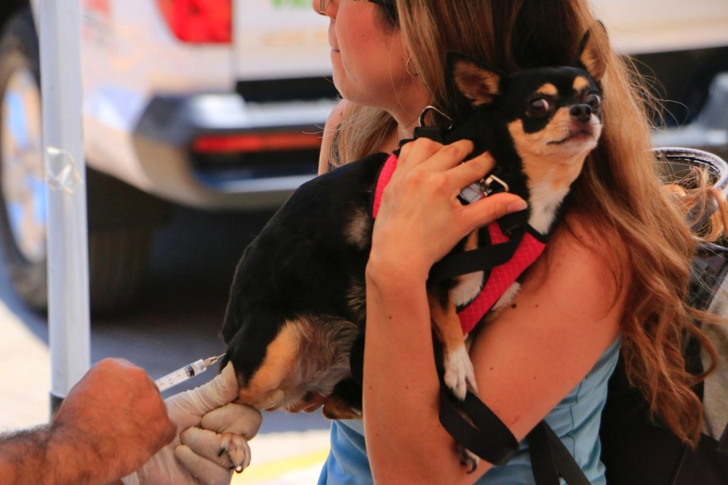 VILLA DE POZOS AVANZA CON LAS JORNADAS DE VACUNACIÓN ANTIRRÁBICA EN BENEFICIO DE LAS MASCOTAS