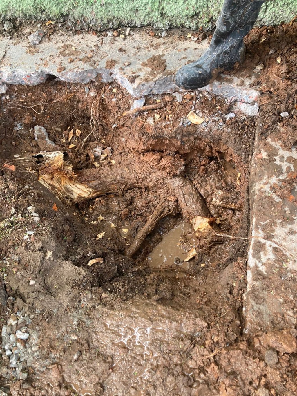 Caída de un árbol provoca fuga de agua en la Garita de Jalisco