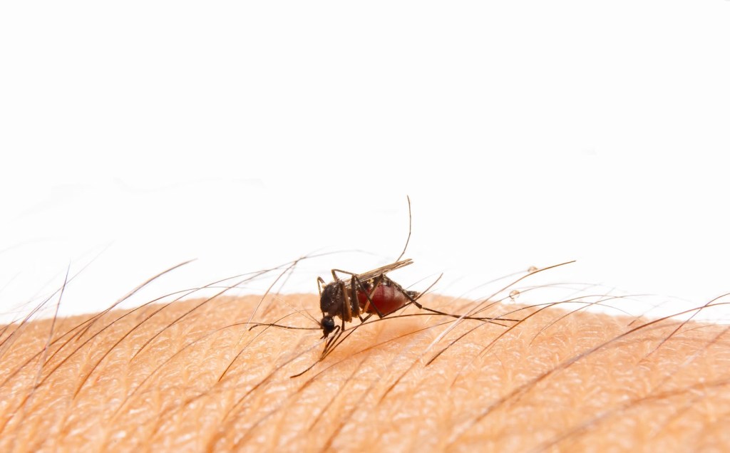 UASLP llama a reforzar la prevención del dengue ante la temporada de&nbsp;lluvias