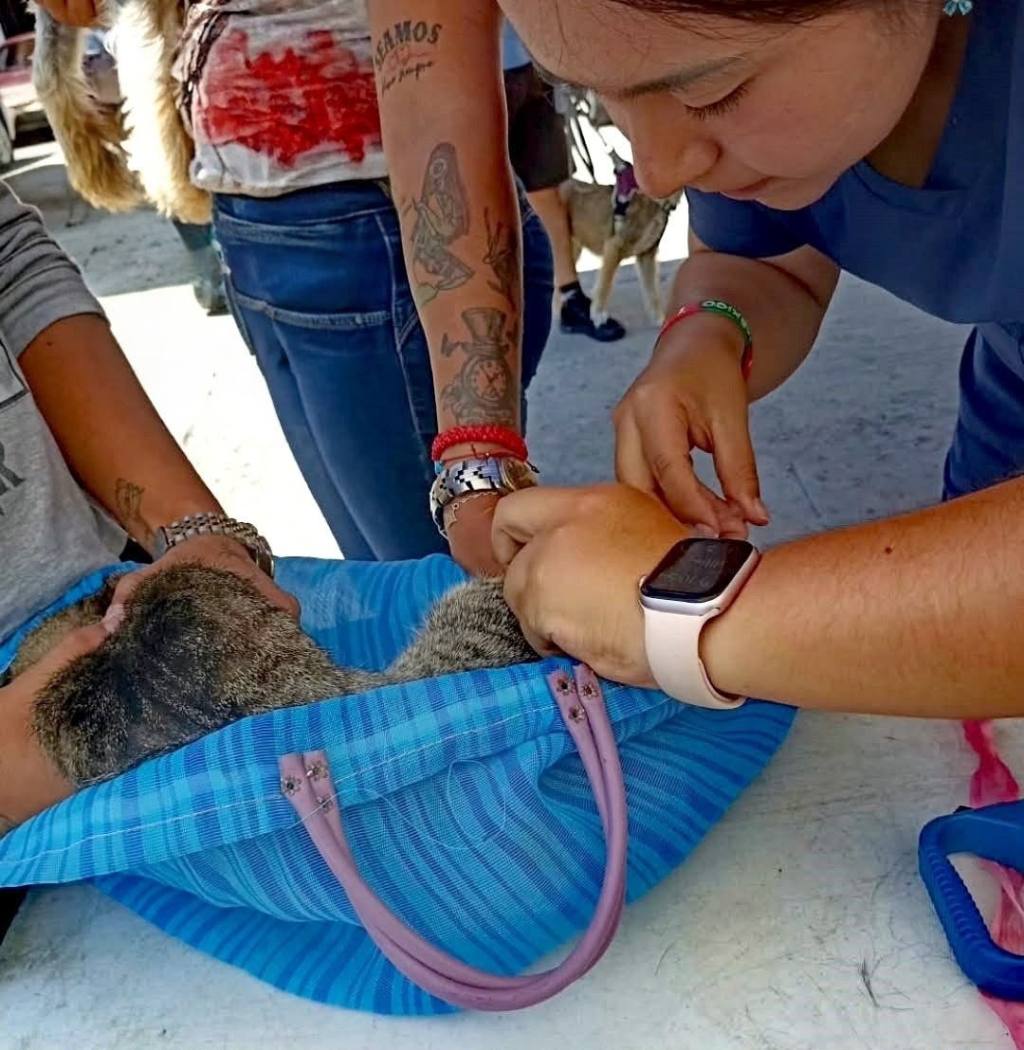 Responde ciudadanía a campañas del Gobierno Municipal a favor del bienestar animal