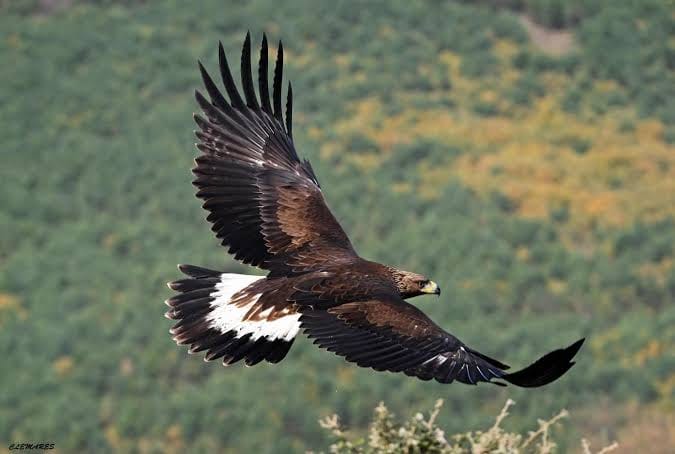SAN LUIS POTOSÍ SUMA CIENCIA Y EXPERIENCIA PARA PROTEGER SU VIDA&nbsp;SILVESTRE