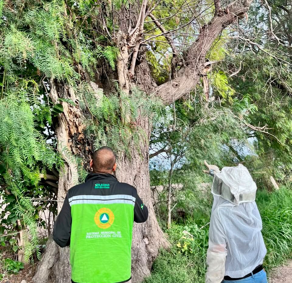 PROTECCIÓN CIVIL REFUERZA ATENCIÓN POR PRESENCIA DE ENJAMBRES EN ZONAS HABITACIONALES
