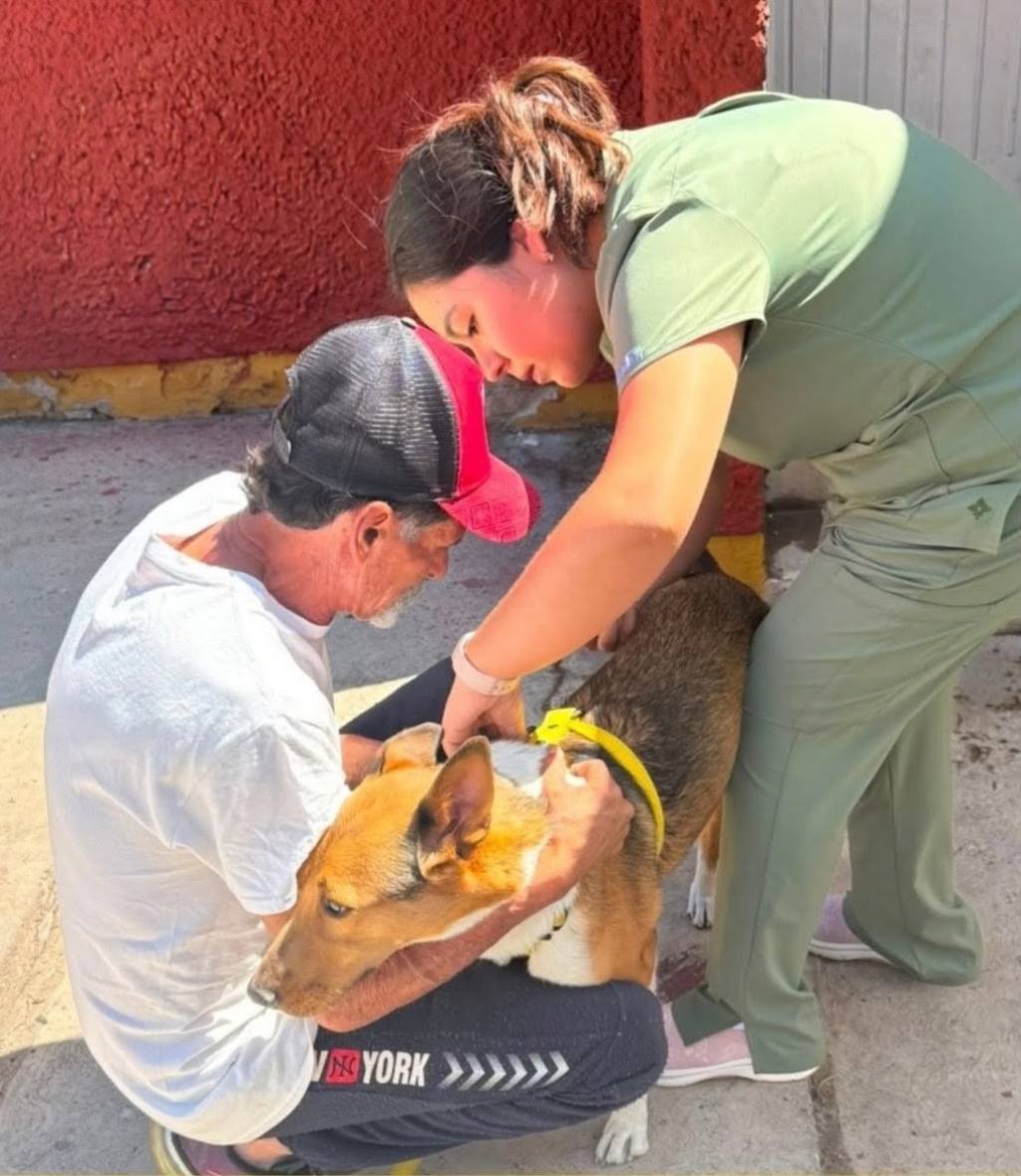 Gobierno Municipal vacuna y desparasita 170 perros y gatos jornadas de Bienestar&nbsp;Animal